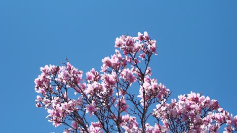 tip of cherry blossom tree in full bloom against technicolor blue sky