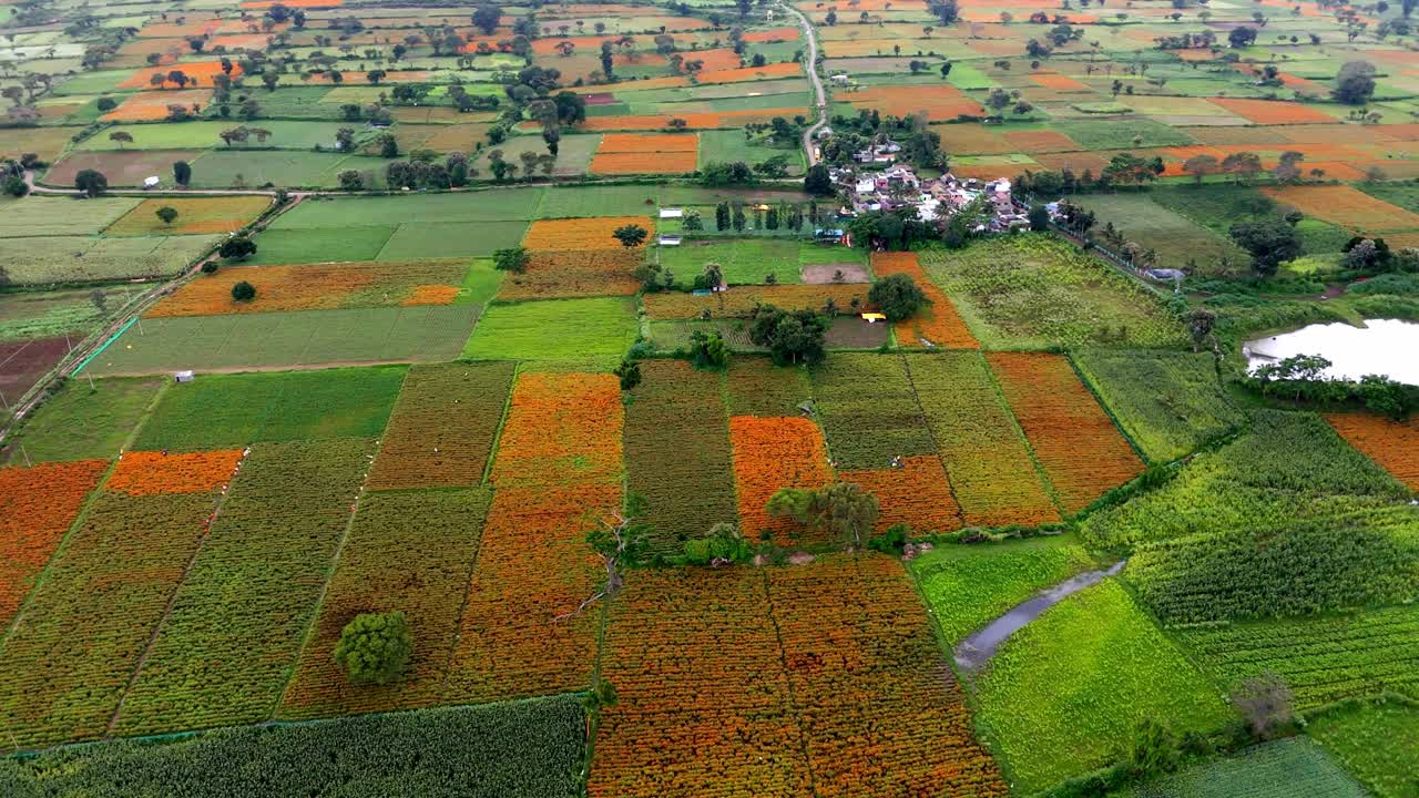 Gundlupet flower farming, The flower pot of India located In Karnataka, flower cultivation in Gundlupet, Onam vibes