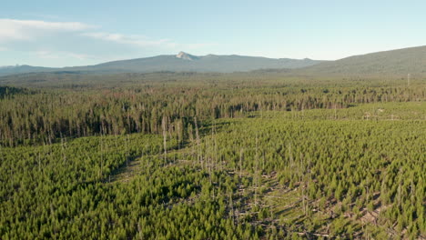 Toma-Aérea-Sobre-Una-Zona-De-Bosque-En-Crecimiento-Después-De-Un-Incendio-O-Tala