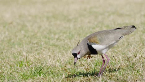 Close-up-of-wild-hunting-Southern-Lapwing-Bird-pecking-prey-of-grass-field