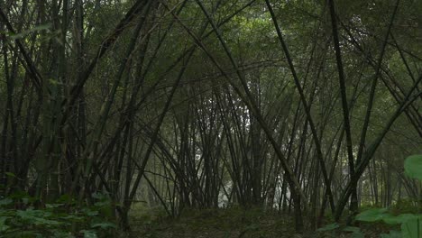 Motion-shot-of-deep-green-inside-forest