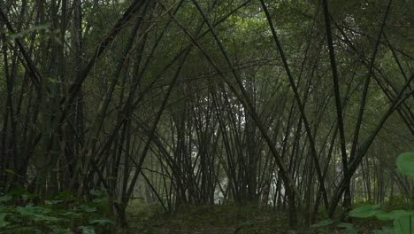 motion shot of deep green inside forest