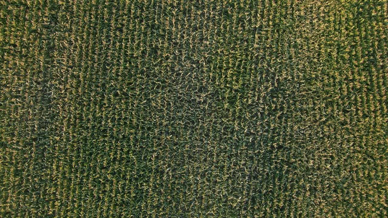 fotografía aérea de un campo de maíz verde en una noche de verano