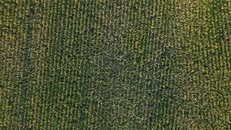 fotografía aérea de un campo de maíz verde en una noche de verano