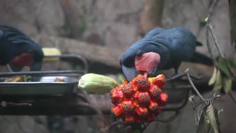 una cacatúa de palma estaba disfrutando de su almuerzo