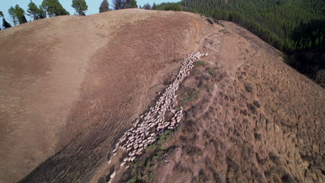 Toma-Aérea-Circular-De-Un-Rebaño-De-Ovejas-Caminando-Por-Un-Sendero-Soleado-En-La-Cima-De-La-Montaña