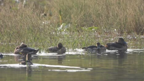 Whistling-Duck-chicks---swimming-