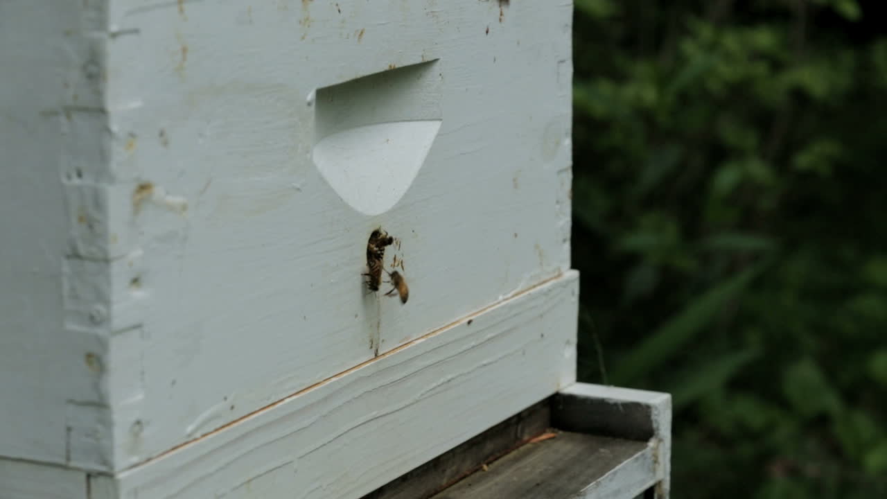 Bees fly in and out of a bee hive.