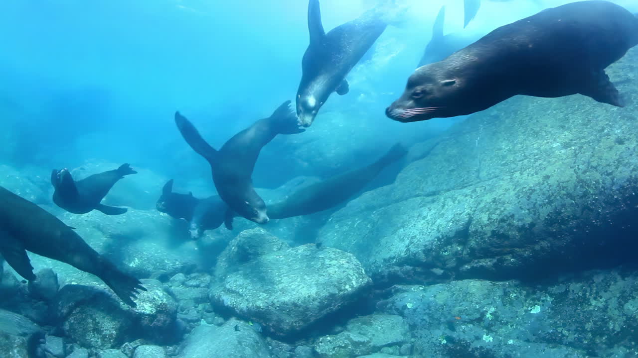 Sea Lions Underwater
