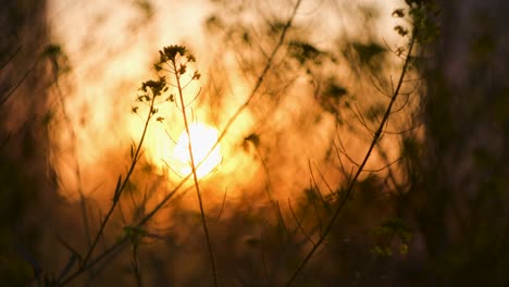 sunset through plants