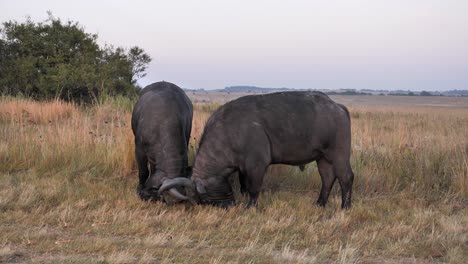 two bull african buffalo half-heartedly spar on dry grass savanna