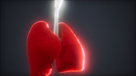 Animación-3d-De-Pulmones-Humanos