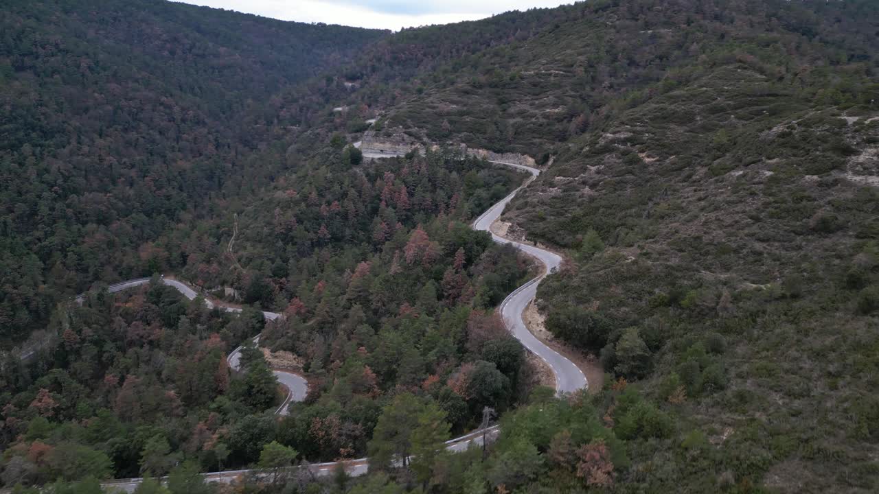 camino curvo en medio del bosque