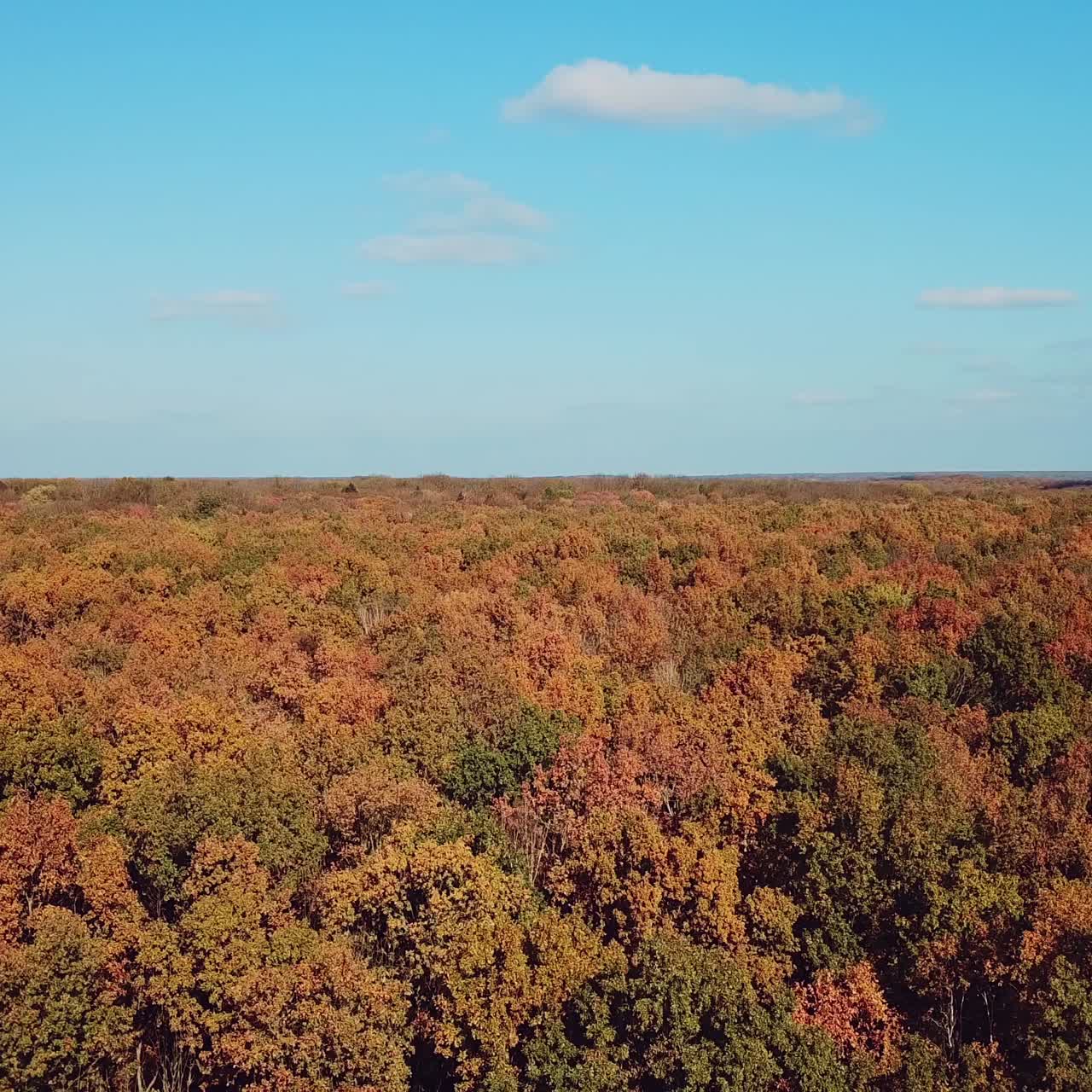 Landscape of autumn wood on a sunny day. Aerial view. ?amera motion backwards