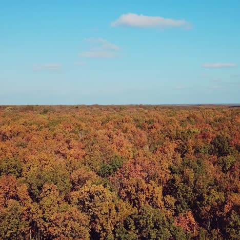 landscape of autumn wood on a sunny day. aerial view. ?amera motion backwards