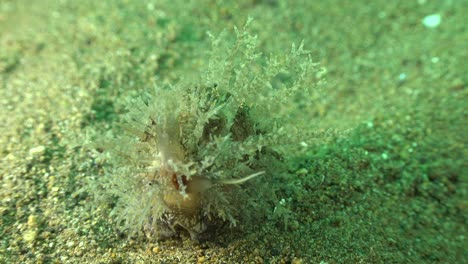 cowry snail on sandy ocean floor in the philippines