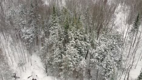 El-Polvo-De-La-Nieve-Cubre-Los-Pinos-Del-Bosque-De-Hoja-Perenne