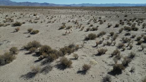 Small-group-of-vicuna-running-scared-from-drone,-Argentina