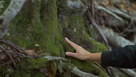 female touching woodland moss covered tree in forest