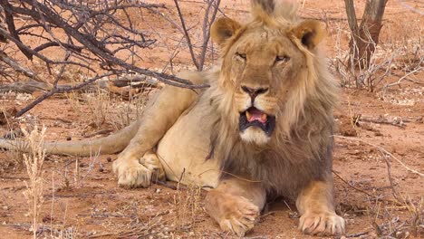 un orgulloso león macho yace en el suelo en el parque nacional etosha namibia