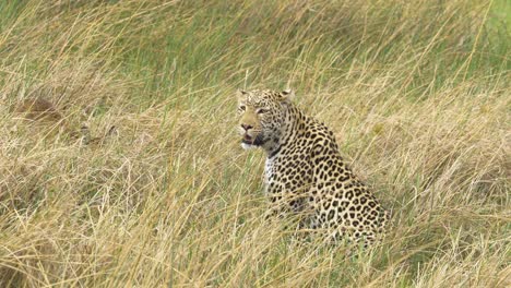 Leopard-looking-around-in-high-grass,-while-baby-lechwe-hiding-nearby