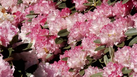 hermosas flores rosas con abejas e insectos en un cálido día de verano