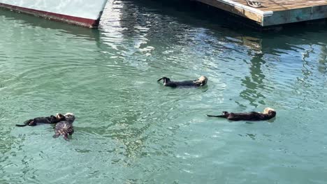 handheld close-up shot of a sea otter family playing in the water at the marina in morro bay, california. 4k
