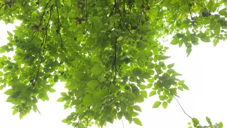 Bottom-up-view-of-vibrant-green-tree-branches-on-sunny-day