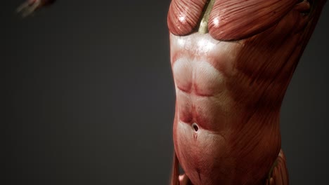 sistema muscular de animación del cuerpo humano