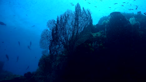 silueta de arrecife de coral en colores azul y negro del océano