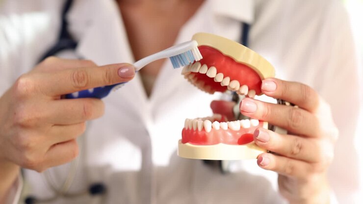 Dental professional demonstrating proper tooth brushing technique on a dental model