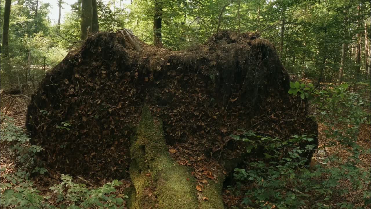 árbol caído en medio de un bosque mostrando sus raíces, desarraigado por una tormenta, paisaje natural sin gente.