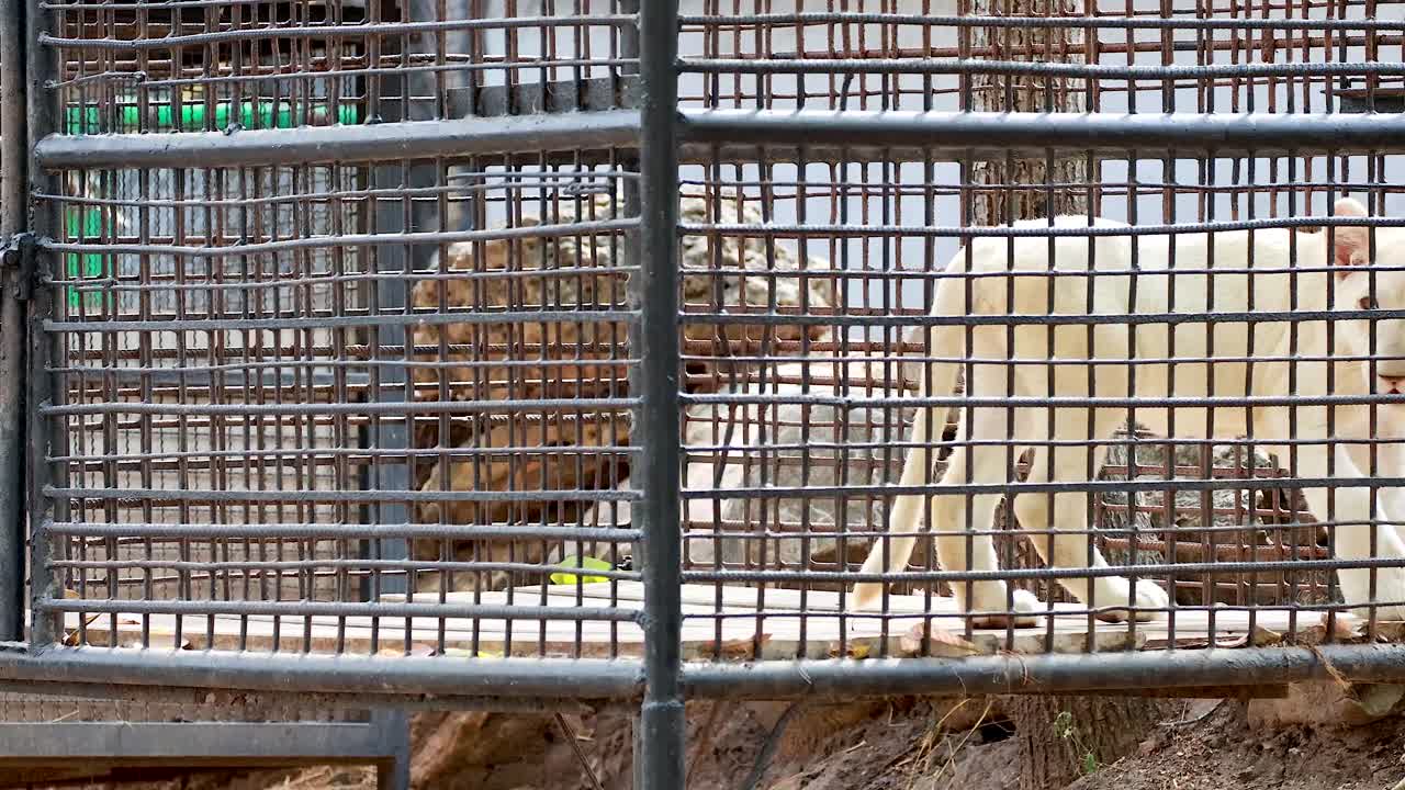 leones interactuando dentro de un recinto del zoológico