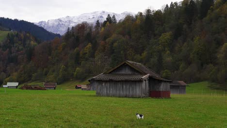 lindo gato disfruta de la impresionante vista de las montañas de los alpes desde cerca de una cabaña en un prado cerca de garmisch-partenkirchen en baviera, alemania