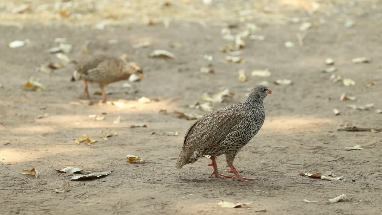 A pair of Natal spurfowl searching for food on the dry ground, Mapungupwe National Park.