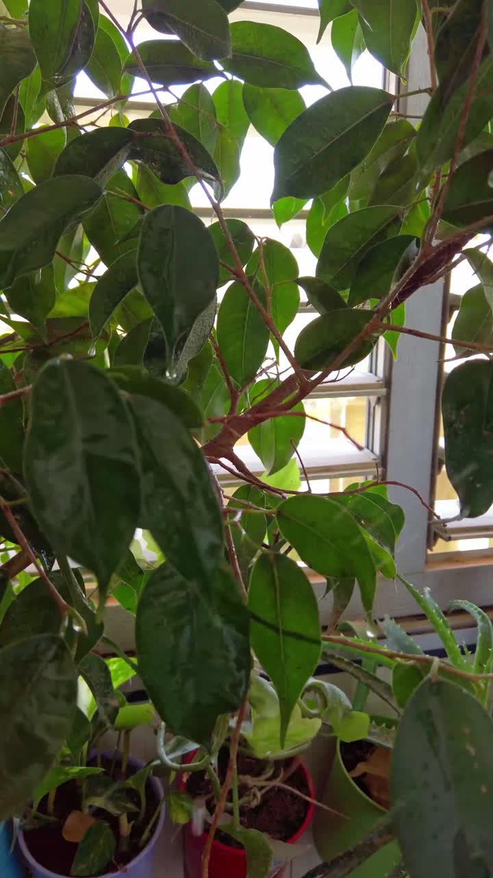 Una pianta con foglie verdi è appoggiata su un davanzale.
