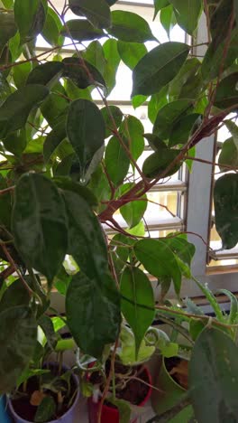 a plant with green leaves is sitting on a windowsill
