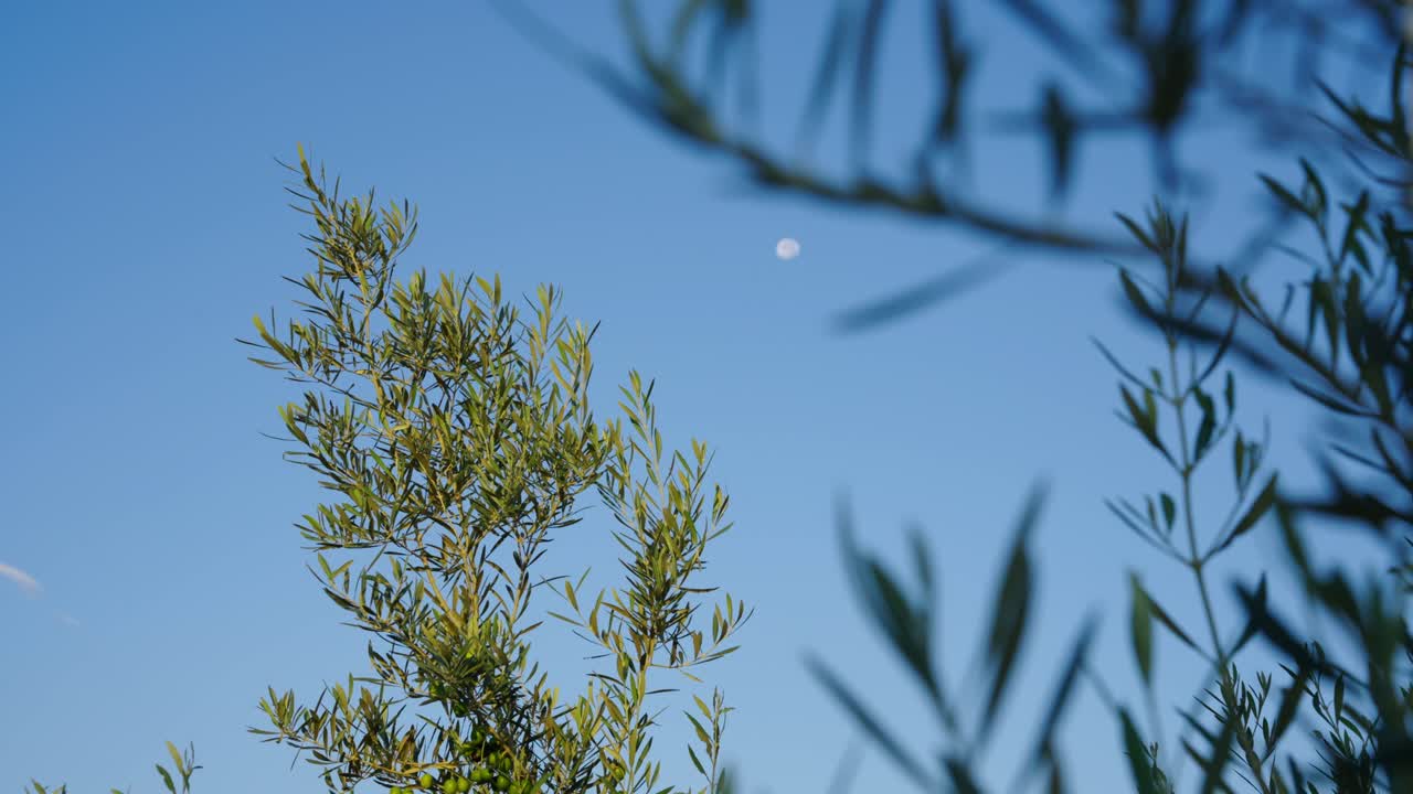 Plant With Green Small Leaves At Sunset. Selective Focus Shot
