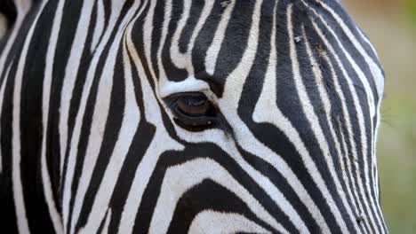 Close-up-shot-A-zebra-head-standing-in-a-meadow-surrounded-by-flies