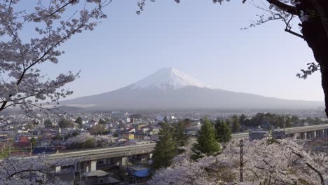 slow motion dolly in over mt. fuji panorama during cherry blossom season