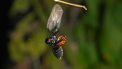 butterfly hatching