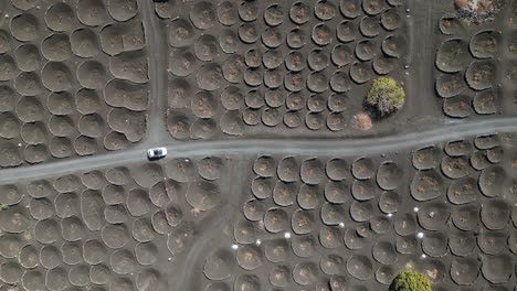 Perfect-aerial-view-flight-White-car-drive-on-black-volcano-ash-track-in-Vineyard,-Lanzarote-Canary-Islands-Spain,-sunny-day-2023