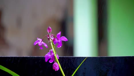 rama de planta húmeda en temporada de lluvias frente a la casa