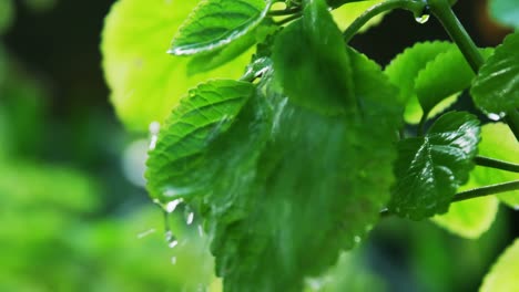 close-up of plant being watered in park