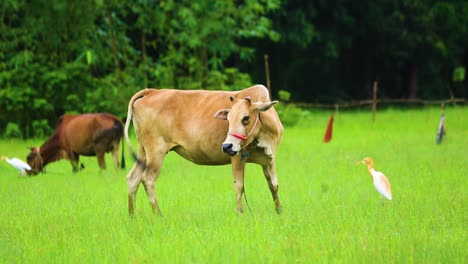 Cattle-egret-foraging-food-beside-a-cow-at-grass-field-of-Bangladesh,-Asia