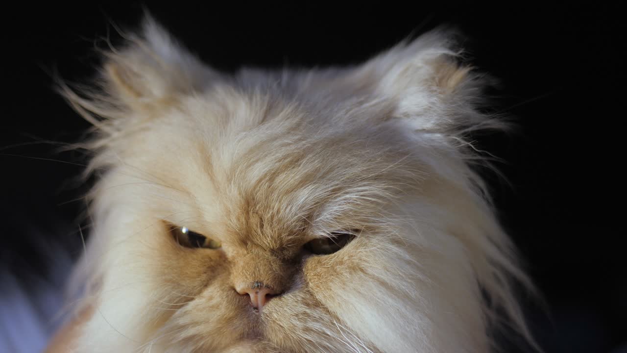 Persian cat on a black background. A cat of a peach color sits and looks at the camera, licking and winking at the eye