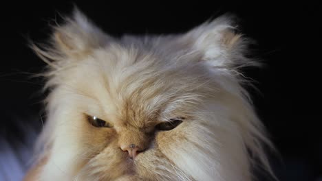 Persian cat on a black background. A cat of a peach color sits and looks at the camera, licking and winking at the eye