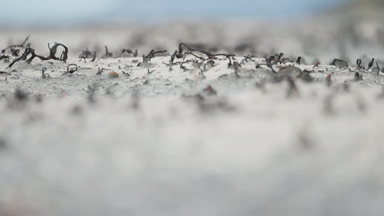 모래 해변 에 있는 작은 건조 한 식물 들 과 해조류