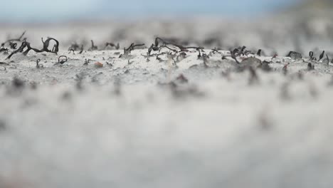 tiny dry plants and seaweed on the sandy beach