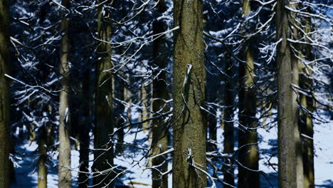 enchanted winter forest adorned with snow under bright daylight